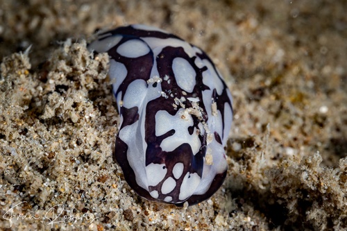 Image of Philinopsis pilsbryi