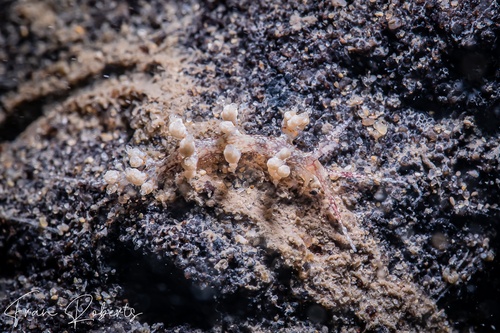 Image of Cratena sp. 1