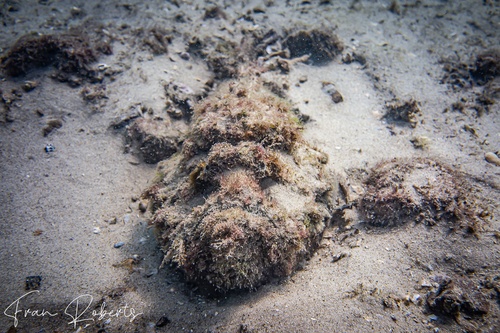 Image of Synanceia horrida