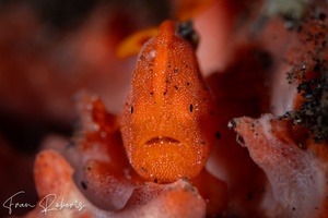 Image of Antennarius pictus