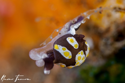 Image of Colpodaspis thompsoni