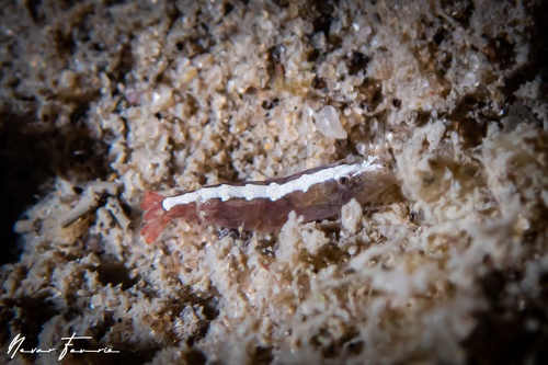 Image of Unidentified Shrimp sp. 13