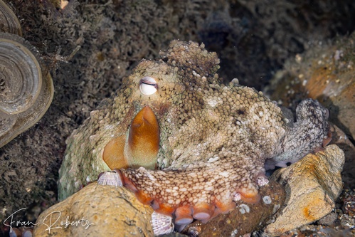 Image of Octopus tetricus