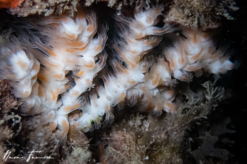 Image of Cnidarians Various