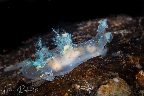 Image of Notobryon wardi