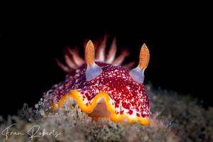 Image of Goniobranchus sp. 1