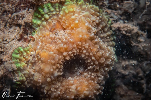 Image of Hard Corals Various