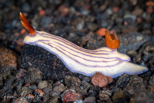 Image of Hypselodoris whitei