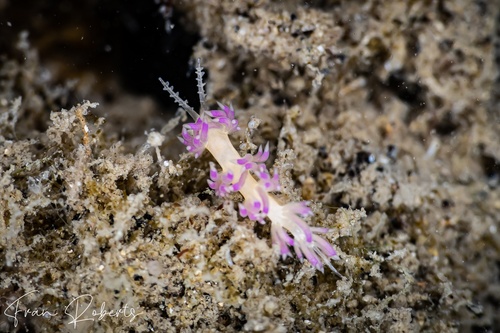 Image of Facelina sp. 5