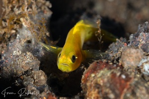 Image of Lubricogobius exiguus