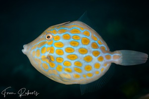 Image of Eubalichthys mosaicus