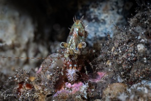 Image of Saron marmoratus