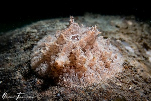 Image of Lamellaria sp. 1