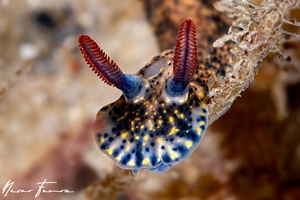 Image of Hypselodoris obscura