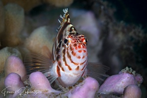 Image of Cirrhitichthys aprinus