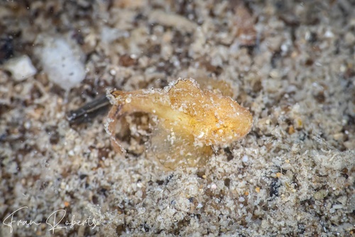 Image of Taenianotus triancanthus