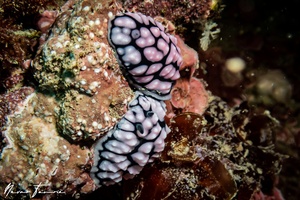 Image of Phyllidiella lizae
