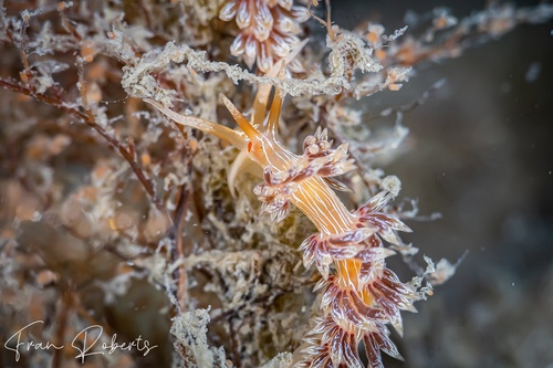 Image of Cratena lineata