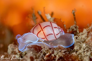 Image of Bullina lineata