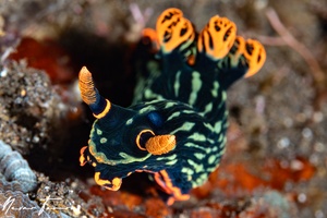 Image of Nembrotha kubaryana