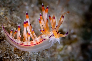 Image of Flabellina sp. 1