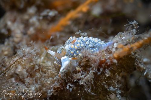 Image of Tenellia diversicolor