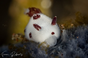 Image of Jorunna sp. 1