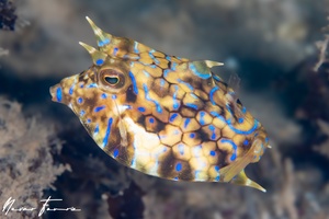 Image of Lactoria fornasini