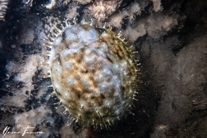 Image of Cypraea tigris