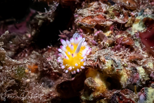 Image of Cadlinella ornatissima