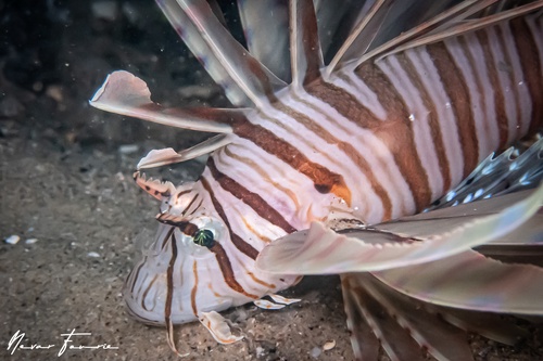 Image of Pterois volitans