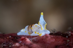 Image of Noalda sp. 1