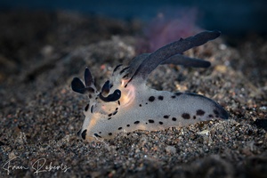 Image of Thecacera melkyi