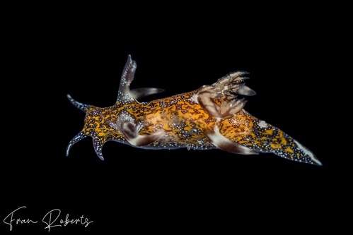 Image of Trapania miltabrancha