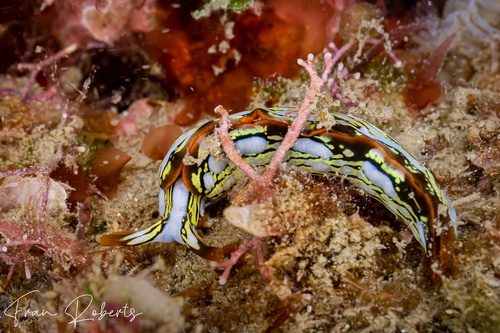 Image of Thuridilla sp. 1