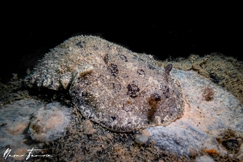 Image of Sebadoris fragilis