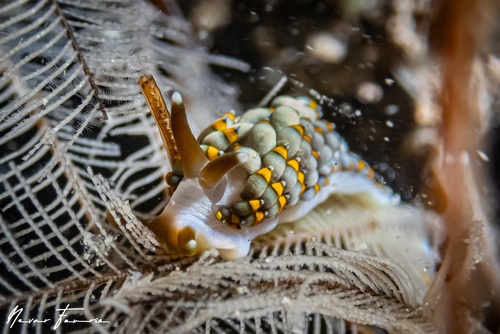 Image of Tenellia bughaw