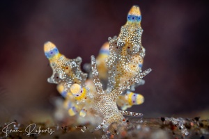 Image of Eubranchus rubropunctatus