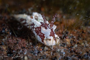 Image of Murphydoris adjusta