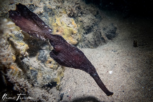 Image of Solenostomus cyanopterus