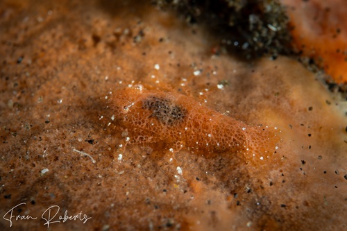 Image of Gelastocaris paronae