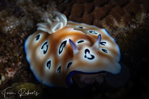 Image of Goniobranchus leopardus