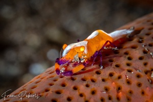 Image of Periclimenes imperator