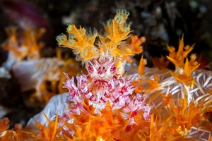 Image of Hoplophrys oatesii