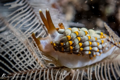 Image of Tenellia bughaw