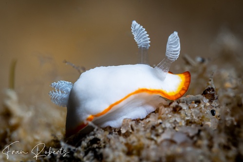 Image of Goniobranchus albonares