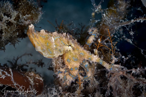 Image of Hapalochlaena fasciata