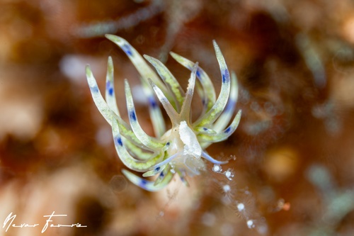 Image of Trinchesia sp. 3