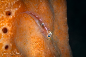 Image of Pleurosicya mossambica