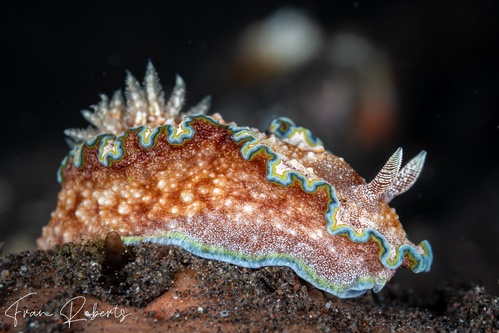Image of Glossodoris cincta